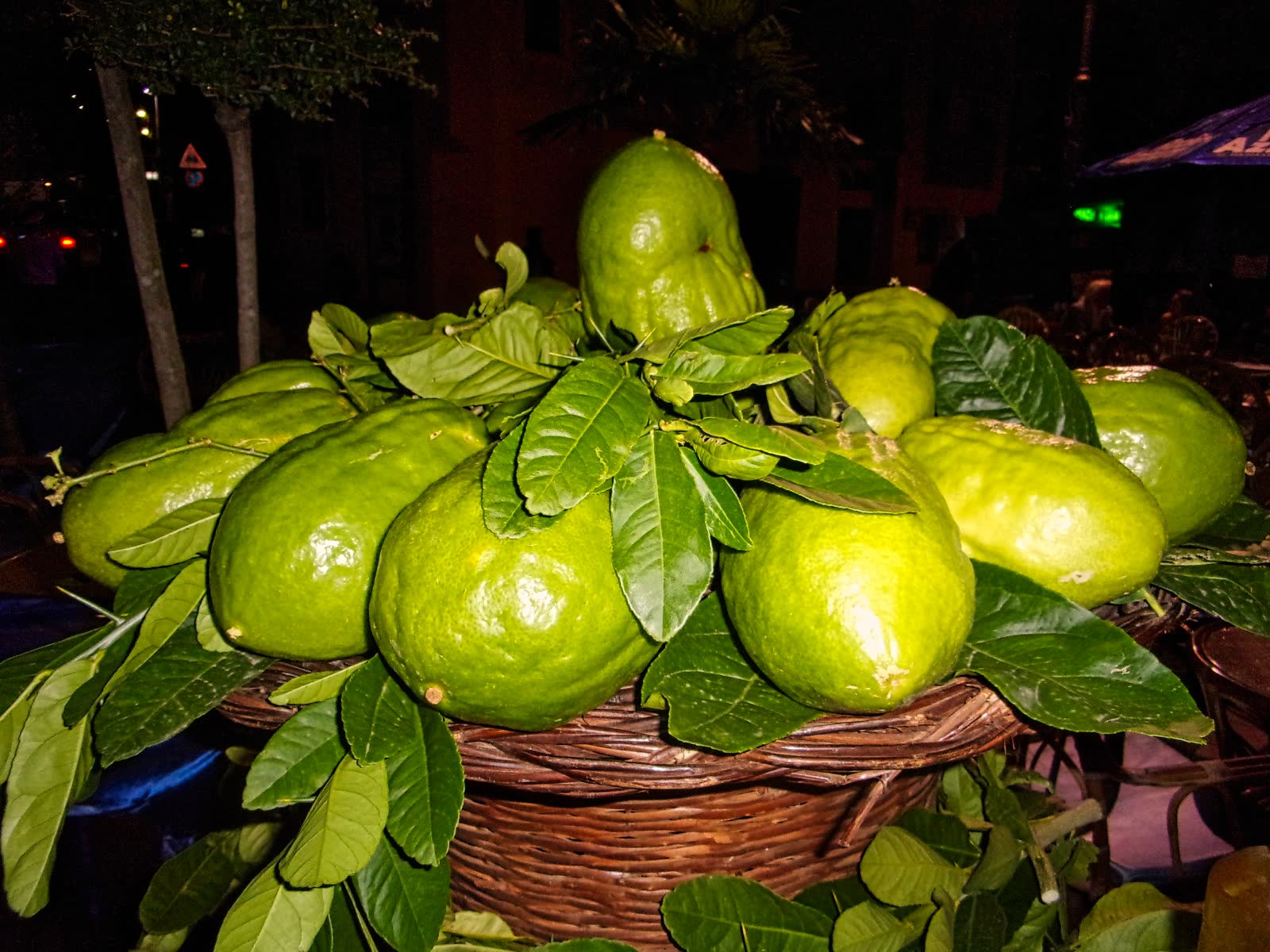 Il cedro e la Riviera dei cedri